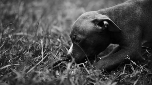 Close-up of dog relaxing on field