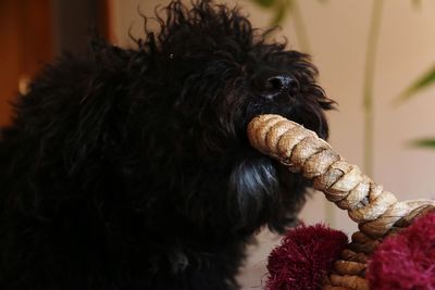 Close-up of a dog looking away at home