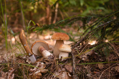 Close-up of mushroom growing on field