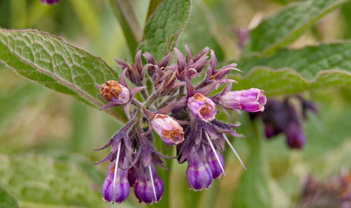 Close-up of purple flowers blooming outdoors