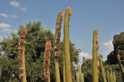 Low angle view of cactus growing on field against sky