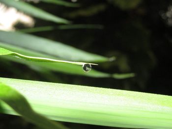 Close-up of raindrops on grass