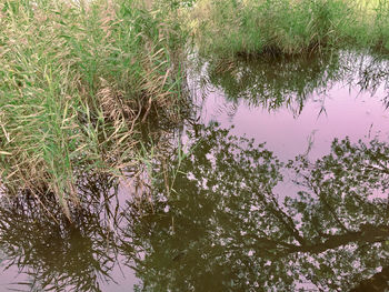 High angle view of plants growing on lake