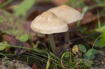 Close-up of fly agaric mushroom