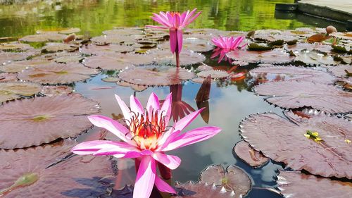 Close-up of lotus water lily