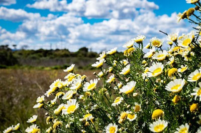 Close-up of yellow flowering plants on field