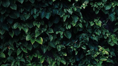 Full frame shot of plants