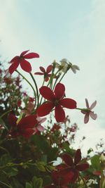 Low angle view of red flowers blooming against sky