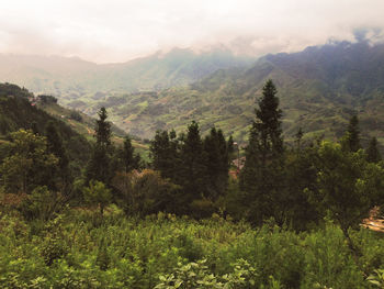 Scenic view of forest and mountains against sky