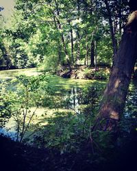 Scenic view of forest