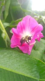 Close-up of honey bee pollinating on pink flower