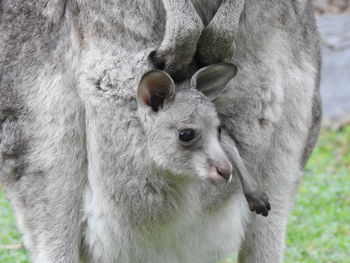 Close-up of sheep