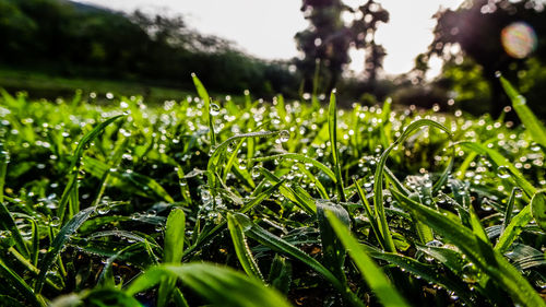 Close-up of wet grass in rainy season