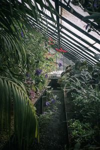 Flowering plants in greenhouse