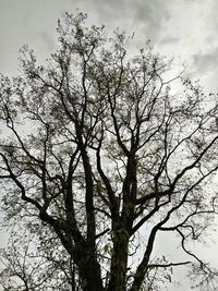 Low angle view of tree against sky