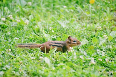 Side view of a reptile on field