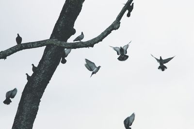 Low angle view of birds perching on tree