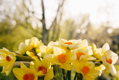 Close-up of yellow daffodils blooming outdoors