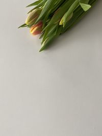 Close-up of plant against white background