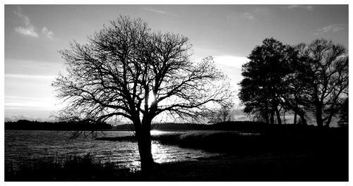 Bare trees at sunset