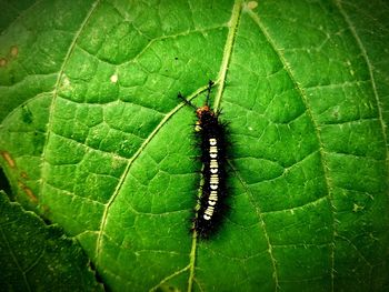 Close-up of insect on leaf