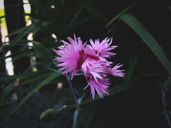 Close-up of pink flowers