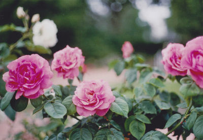 Close-up of pink flowers blooming outdoors