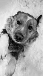 Close-up portrait of cute dog