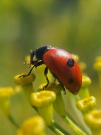 Close-up of ladybug on leaf