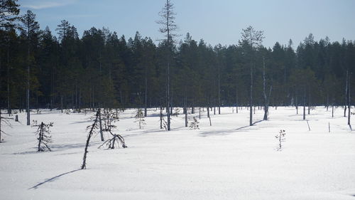 Trees on snow covered field