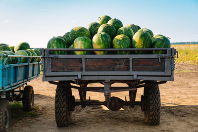 Pile of watermelons in a vehicle