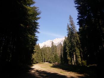 Road passing through forest