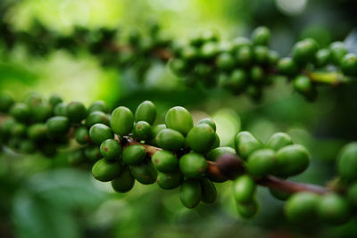 Close-up of raw coffee beans on plant