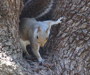 Squirrel on tree trunk