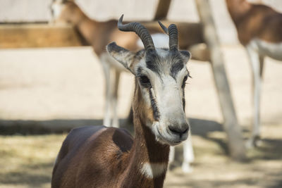 Close-up of deer