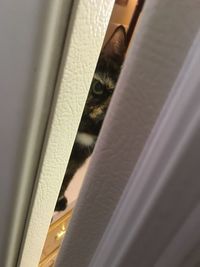 Close-up of cat hiding behind curtain