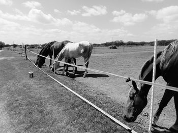 Horses on farm against sky