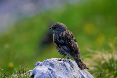 Close-up of bird perching on rock