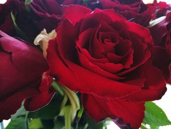 Close-up of red rose