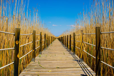 Boardwalk amidst plants against sky