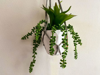 Directly above shot of potted plant on table against white background