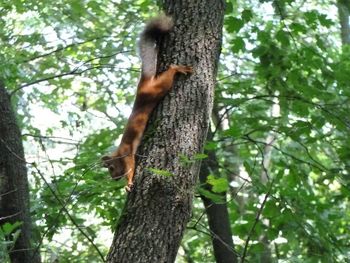 Low angle view of lizard on tree in forest
