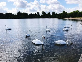 Swans swimming in lake against sky