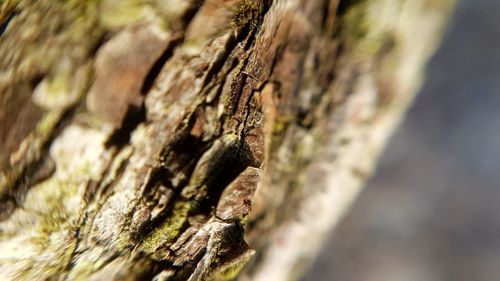 Close-up of lizard on tree stump