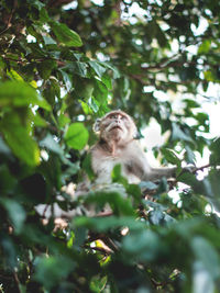 Low angle view of monkey on tree