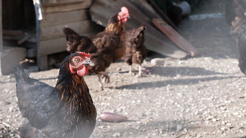 Young chickens in a farm