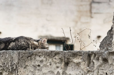 View of a cat against wall