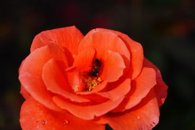 Close-up of red rose