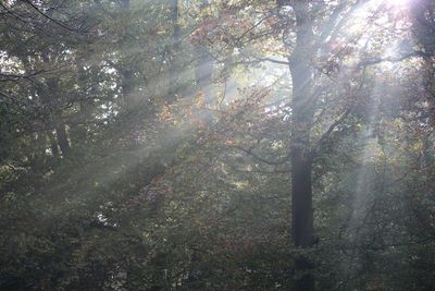 Low angle view of trees in forest