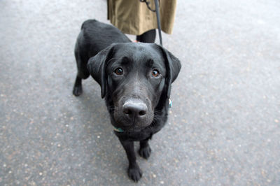 High angle portrait of black dog standing on street